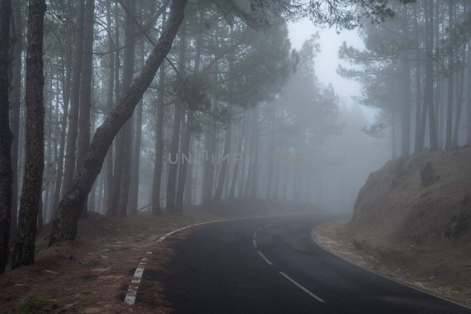 Foggy forest road turning right. Pine trees in the mist, one of them bends down. A bit of cloudy sky seen between the treetops. The ground covered with pine needles. Horizontal photo