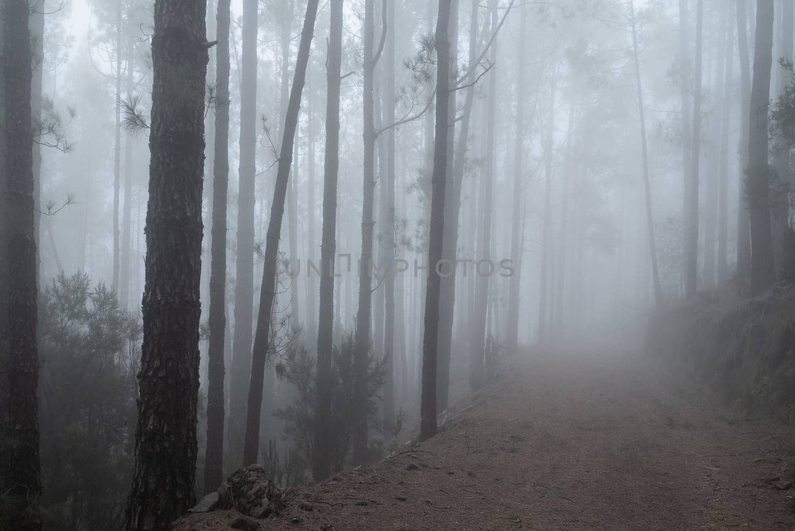 Foggy forest path between pines. Mysterious misty day in the woods. Hiking in a cloud. Mostly blurred photo