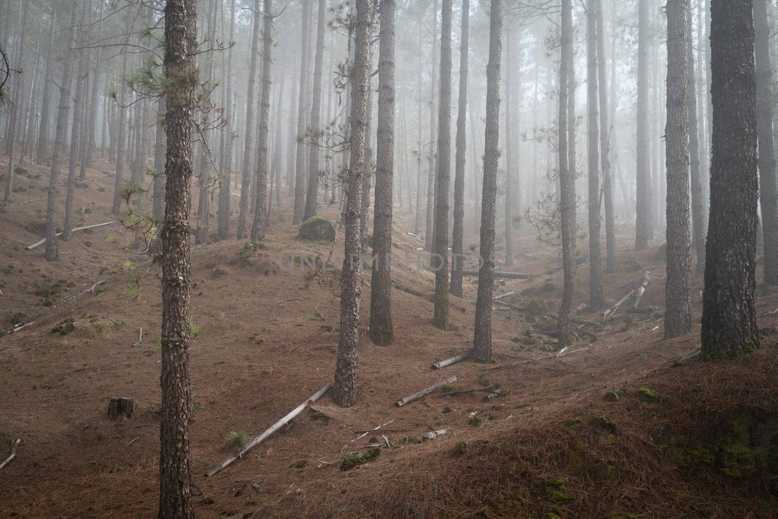 Foggy forest landscape with a path between pines with logs in the way. Uneven hilly ground. Mysterious misty day in the woods. Hiking in a cloud. Mostly blurred horizontal photo