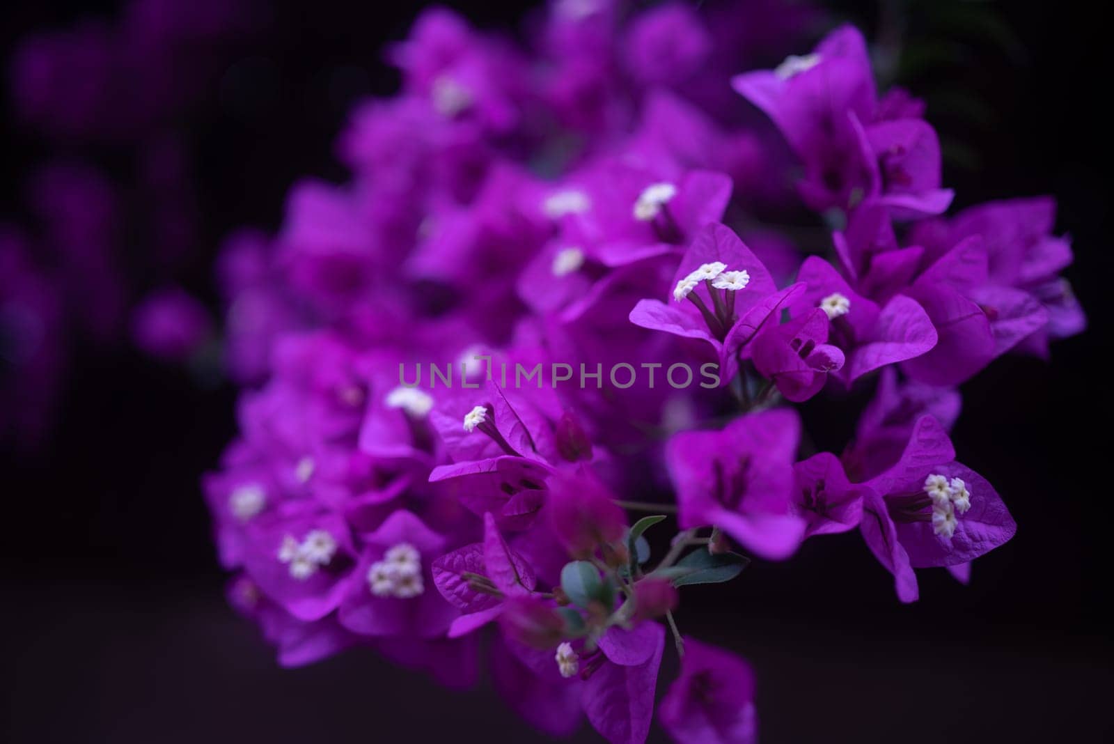 Bougainvillea flowers branch on black background, partly blurred photo. Bright white elements