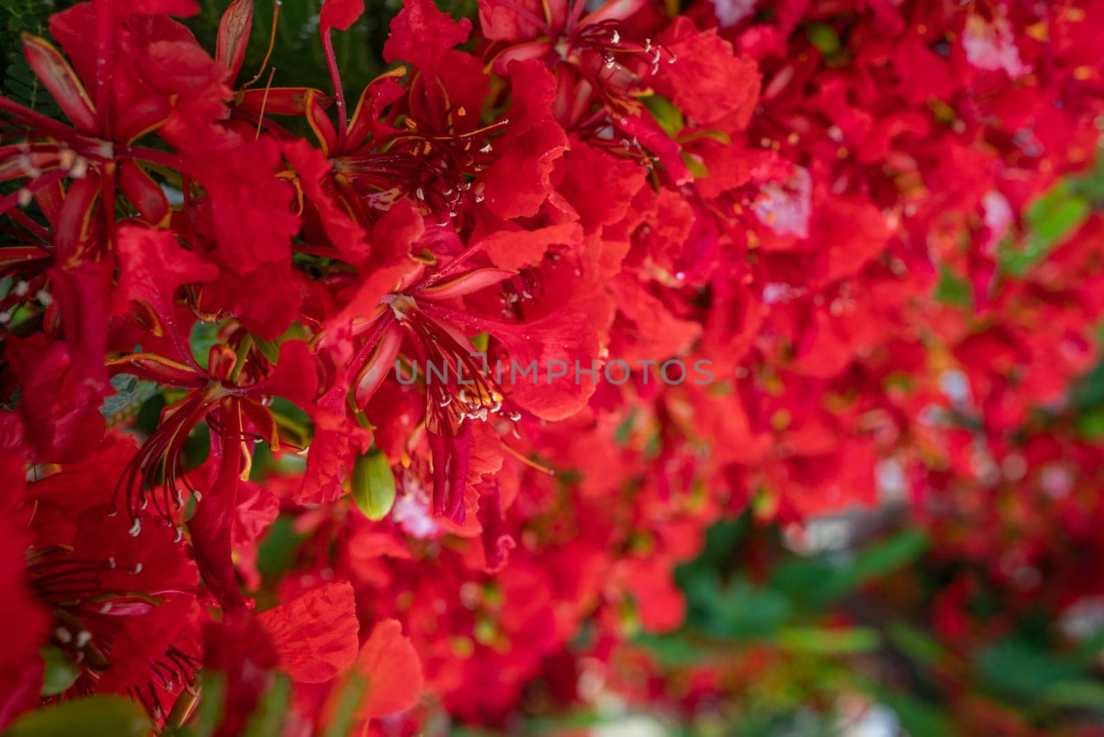 Delonix regia closeup. Red flowers background. A bean ornamental tree also known as royal poinciana, flamboyant, phoenix flower, flame of the forest or flame tree. Tropical flora