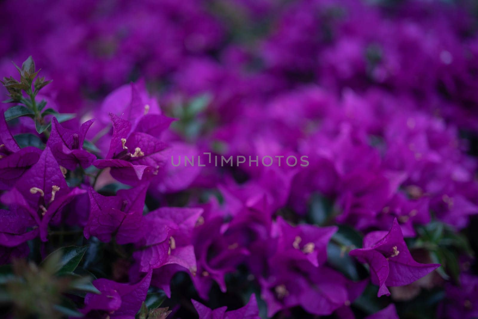 Bougainvillea flowers, mostly blurred photo with some leaves in the foreground. Flowery purple background