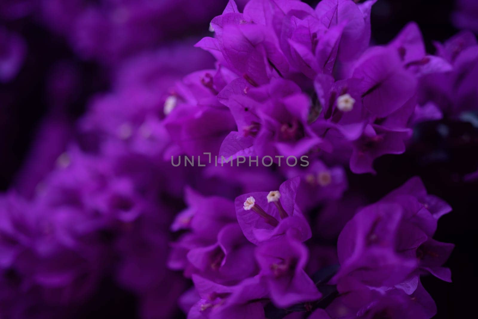 Bougainvillea flowers on black background, mostly blurred photo. Lilac or violet color. Tropical flora