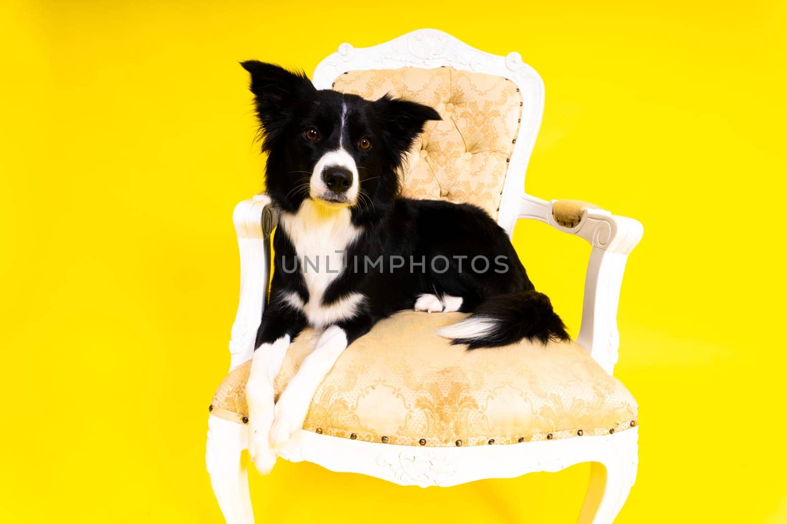 Puppy learning to obey. Dog training owner giving prize to dog. Isolated background, border collie