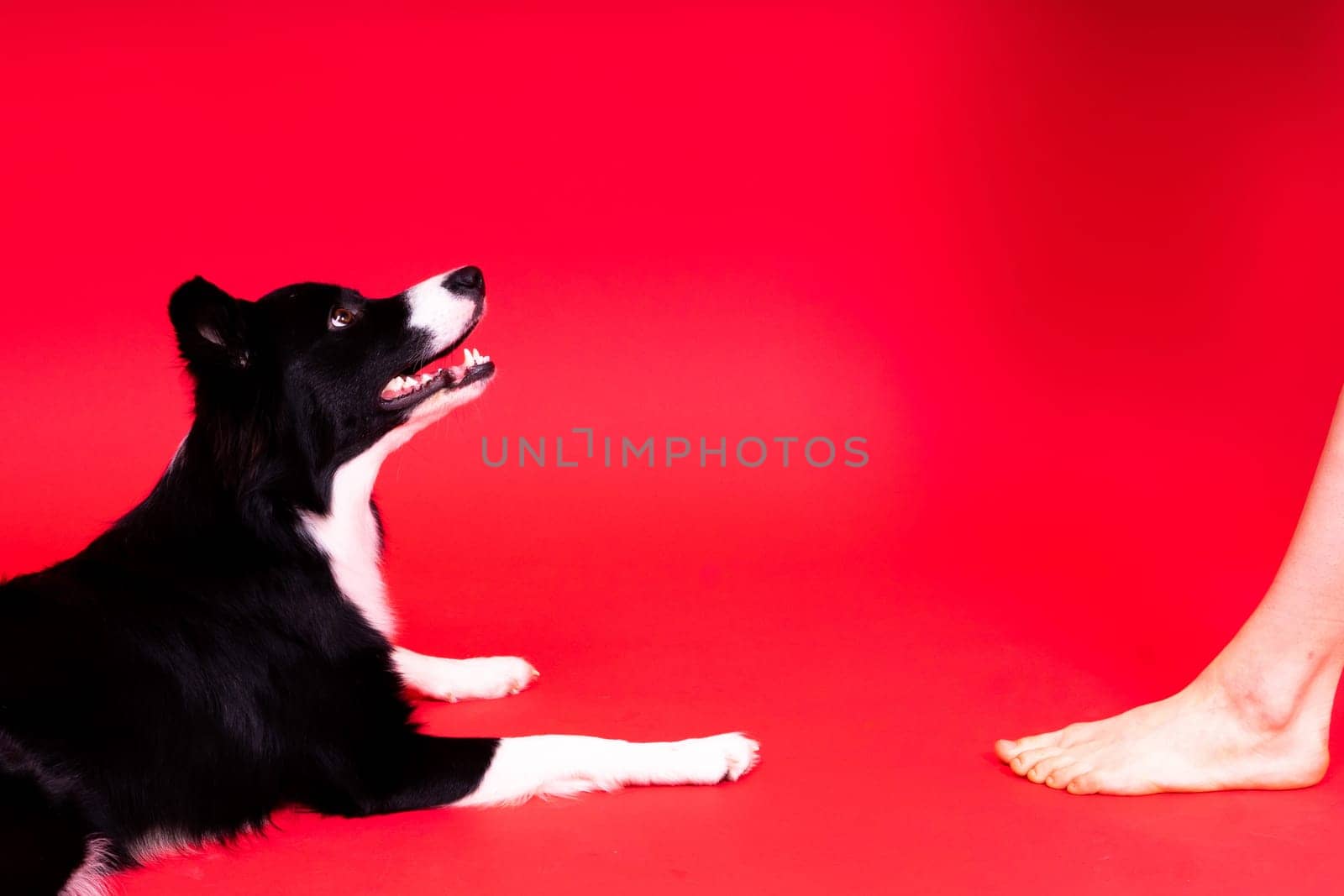 Puppy learning to obey. Dog training owner giving prize to dog. Isolated background, border collie