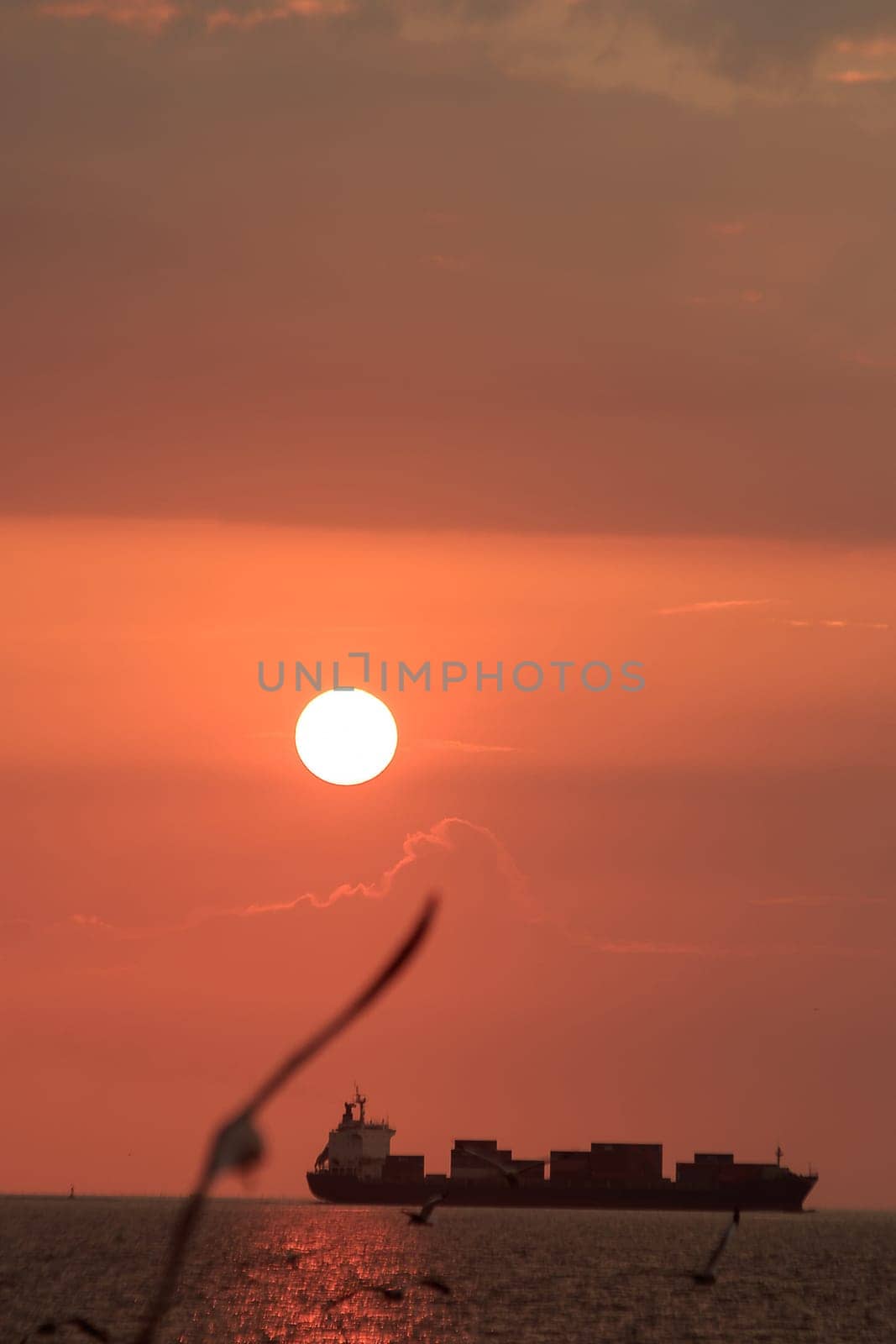 Silhouette of seagulls flying with the sunset