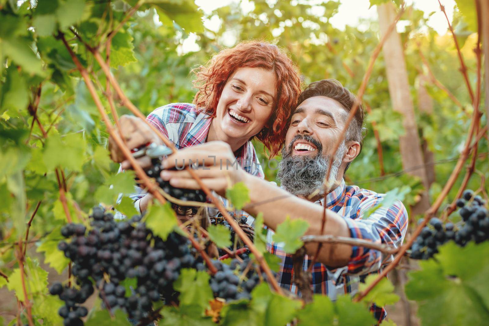 Beautiful smiling couple is cutting grapes at a vineyard.