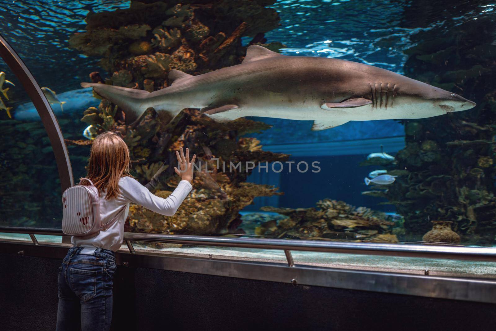 Young girl standing outstretched against aquarium glass fascinated by the shark.