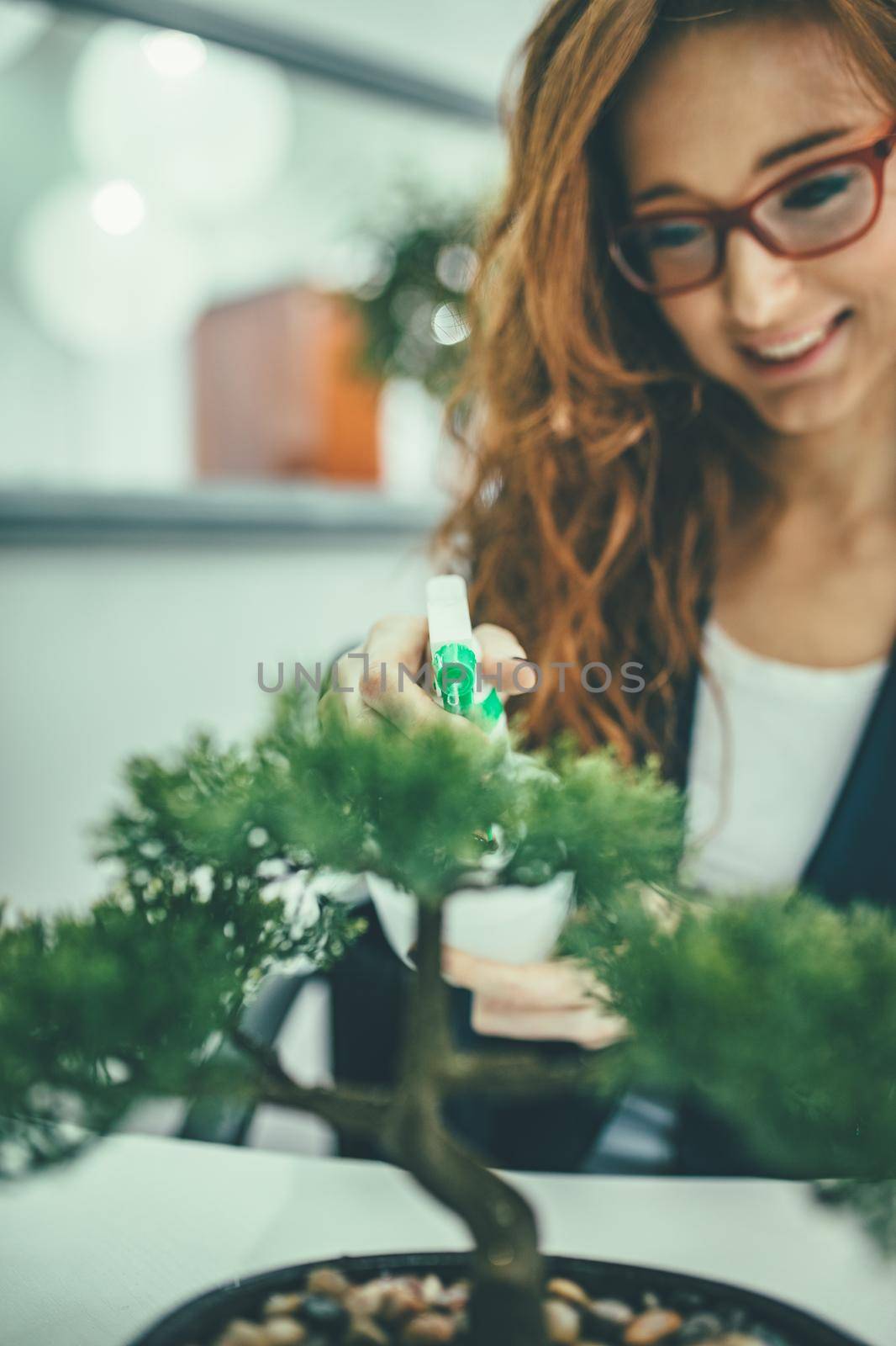 Young business woman working in the office and she sprays water on bonsai tree and smiles.