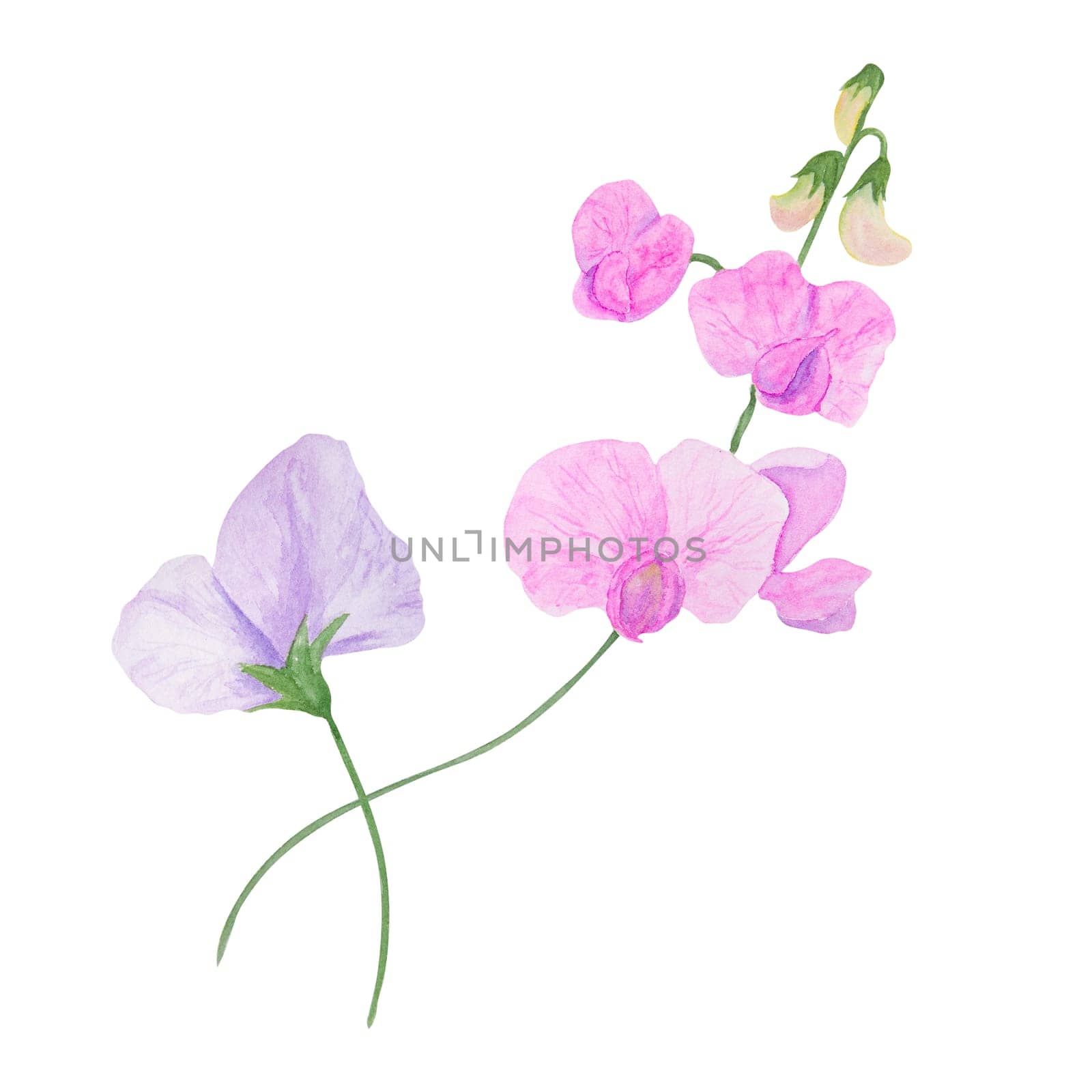 Lilac Lathyrus watercolor illustration. Hand drawn botanical painting, floral sketch. Colorful flower clipart for summer or autumn design of wedding invitation, prints, greetings, sublimation, textile by florainlove_art