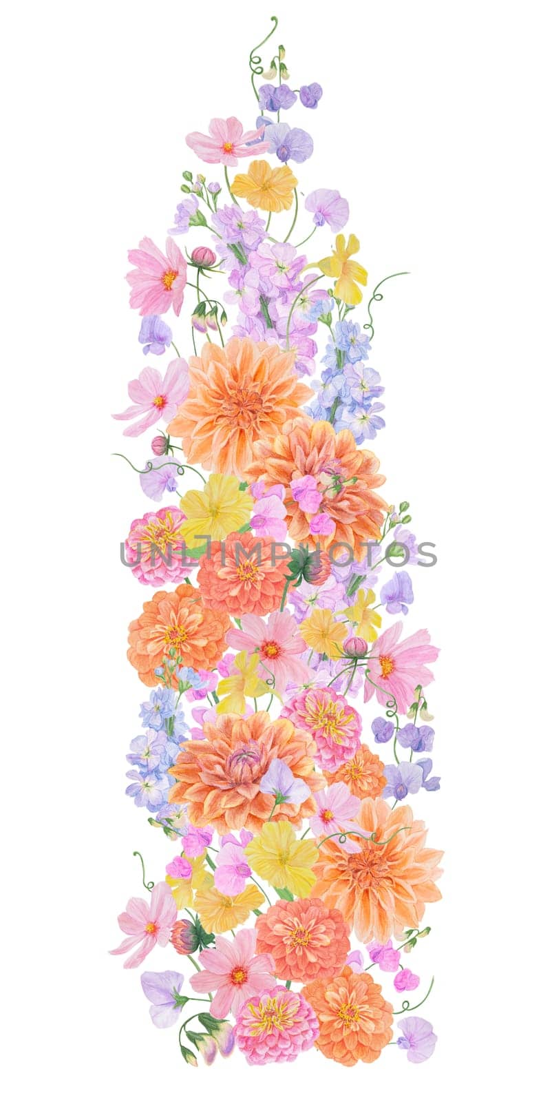 Watercolor botanical colourful frame of summer and autumn flowers: dahlia, zinnia, lathyrus, gillyflower and nasturtium. Good for wedding print products, paper, invitations, greetings, fabric, posters, textile