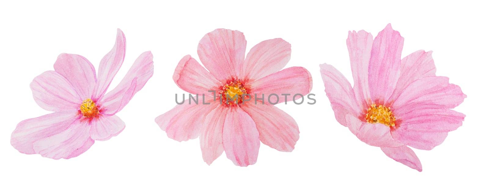 Pink Cosmos watercolor illustration. Hand drawn botanical painting, floral sketch. Colorful flower clipart for summer or autumn design of wedding invitation, print, greeting, sublimation, textile by florainlove_art