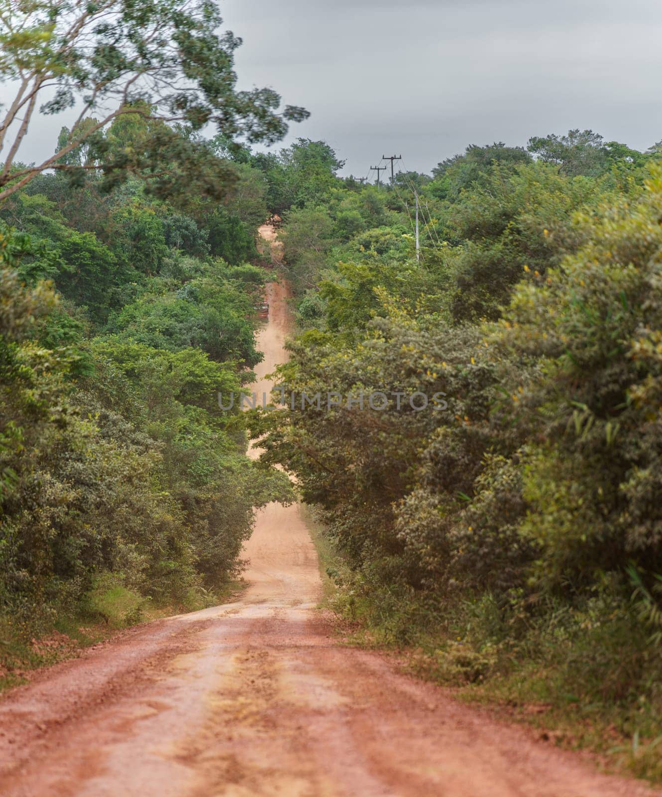 Long Straight Dirt Road Surrounded by Lush Greenery with a Truck in the Distance by FerradalFCG