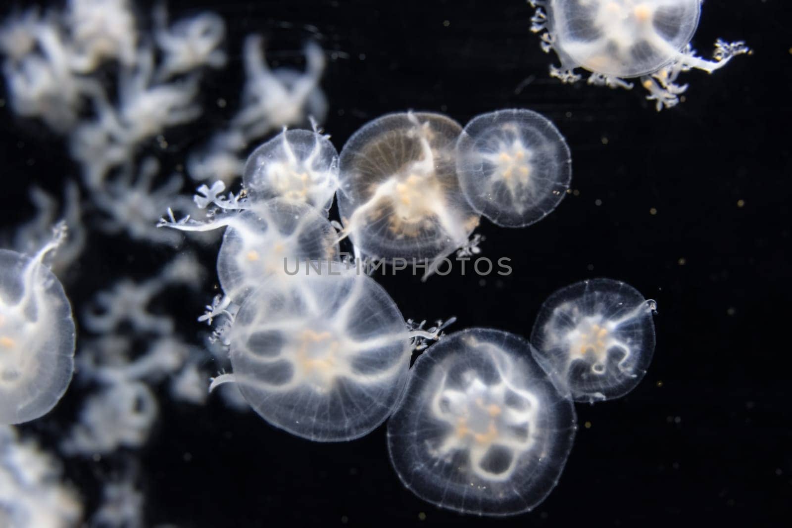 Colorful Jellyfish underwater. Jellyfish moving in water.