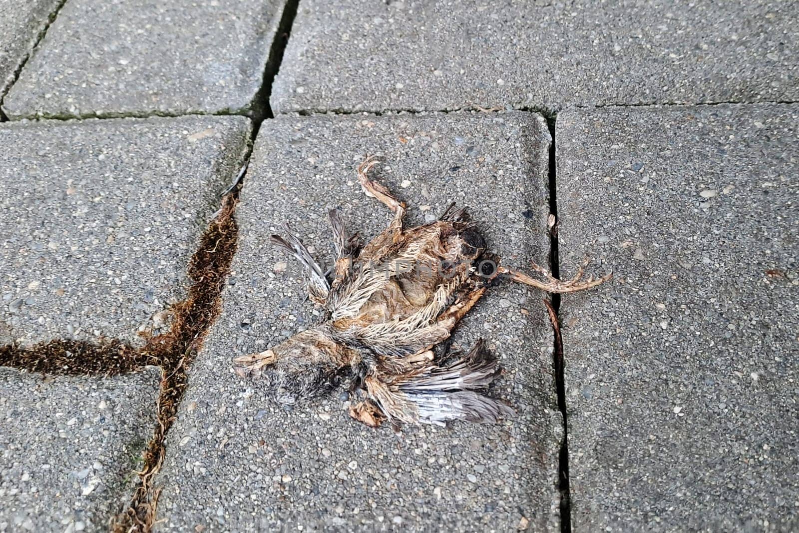 Baby bird that will never fly. Very young chick, fallen from nest. Dead on a pavement.