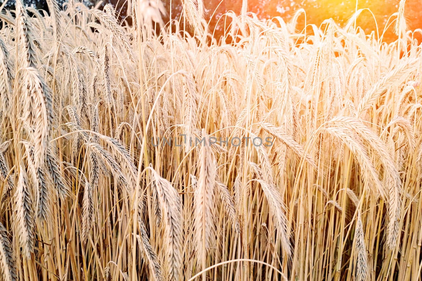 Beautiful summer sunset in wheaten shiny field with golden wheat and sun rays