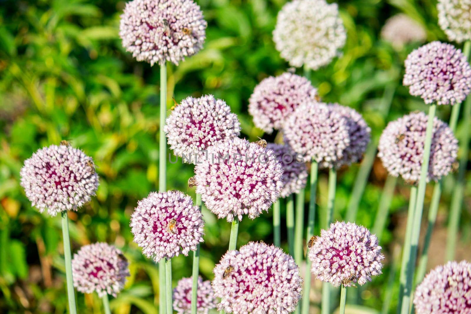 onion flower in the garden. Selective focus. Nature