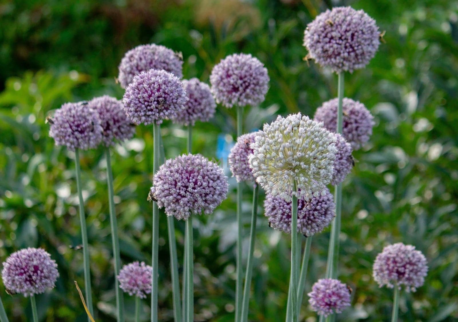onion flower in the garden. Selective focus. Nature