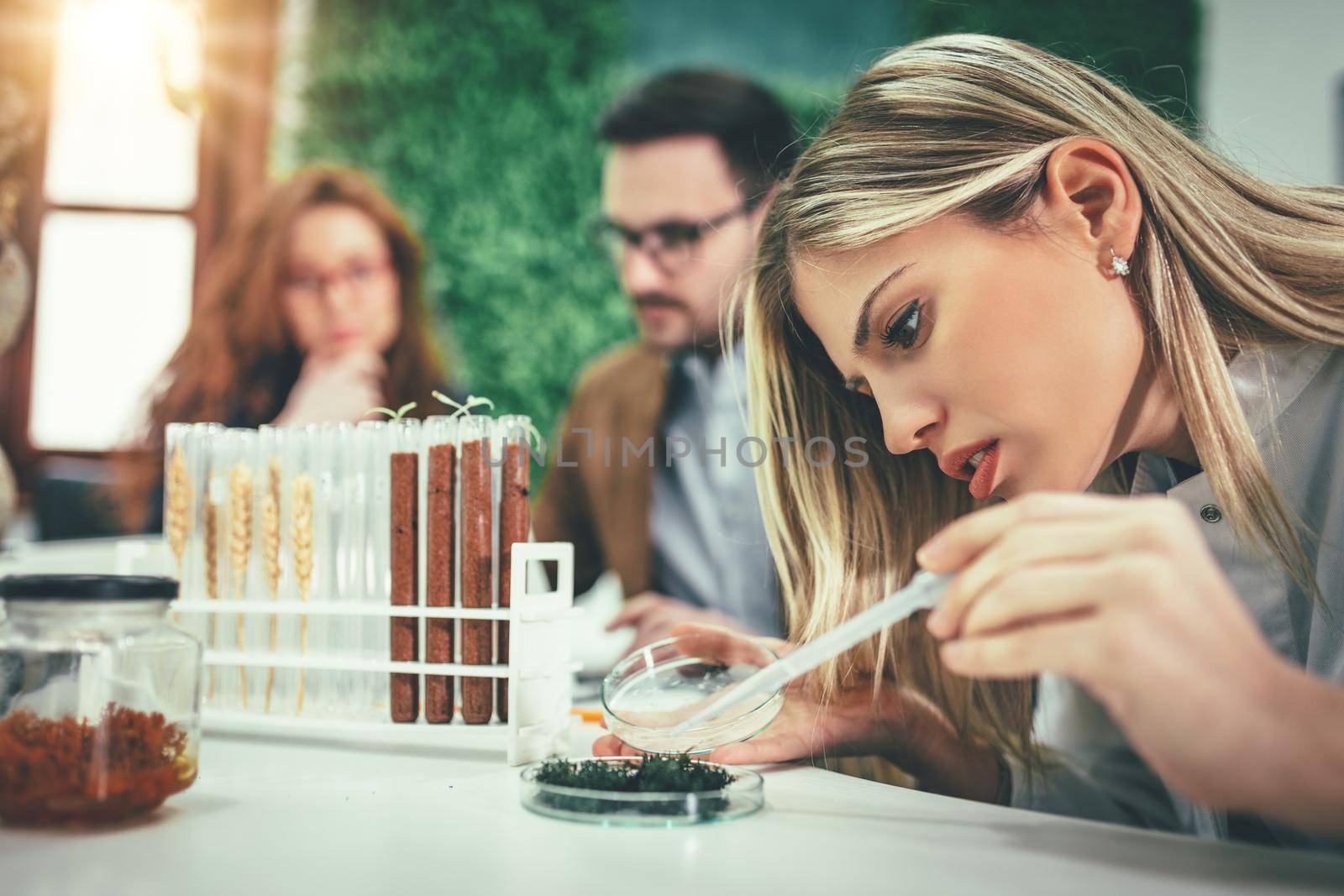 University female biologist analysing the sample of plant in the lab tube, watering it with drops of nutritious fluid.