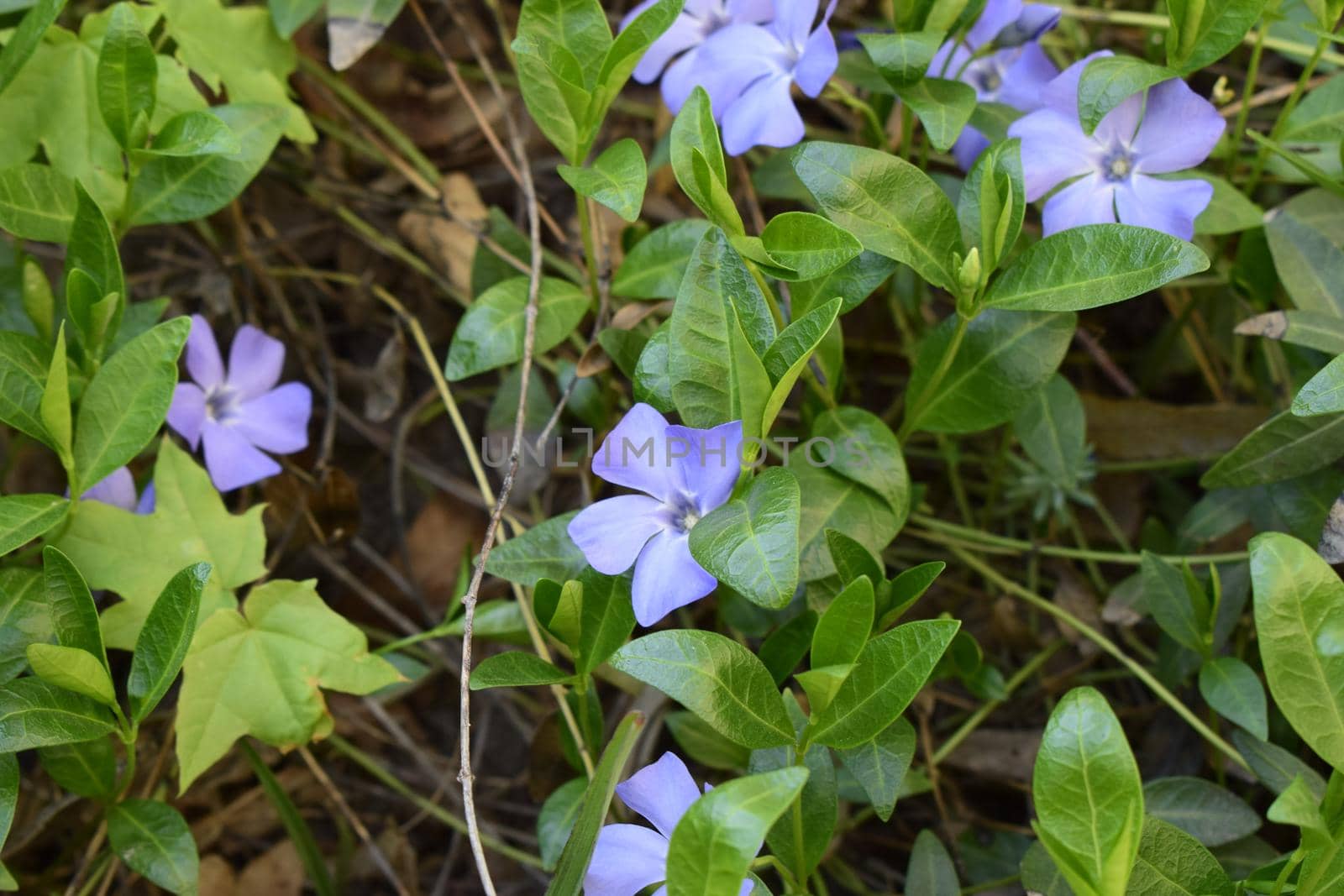 Vinca minor (common names lesser periwinkle, dwarf periwinkle, small periwinkle, common periwinkle) is a species of flowering plant native to central and southern Europe.