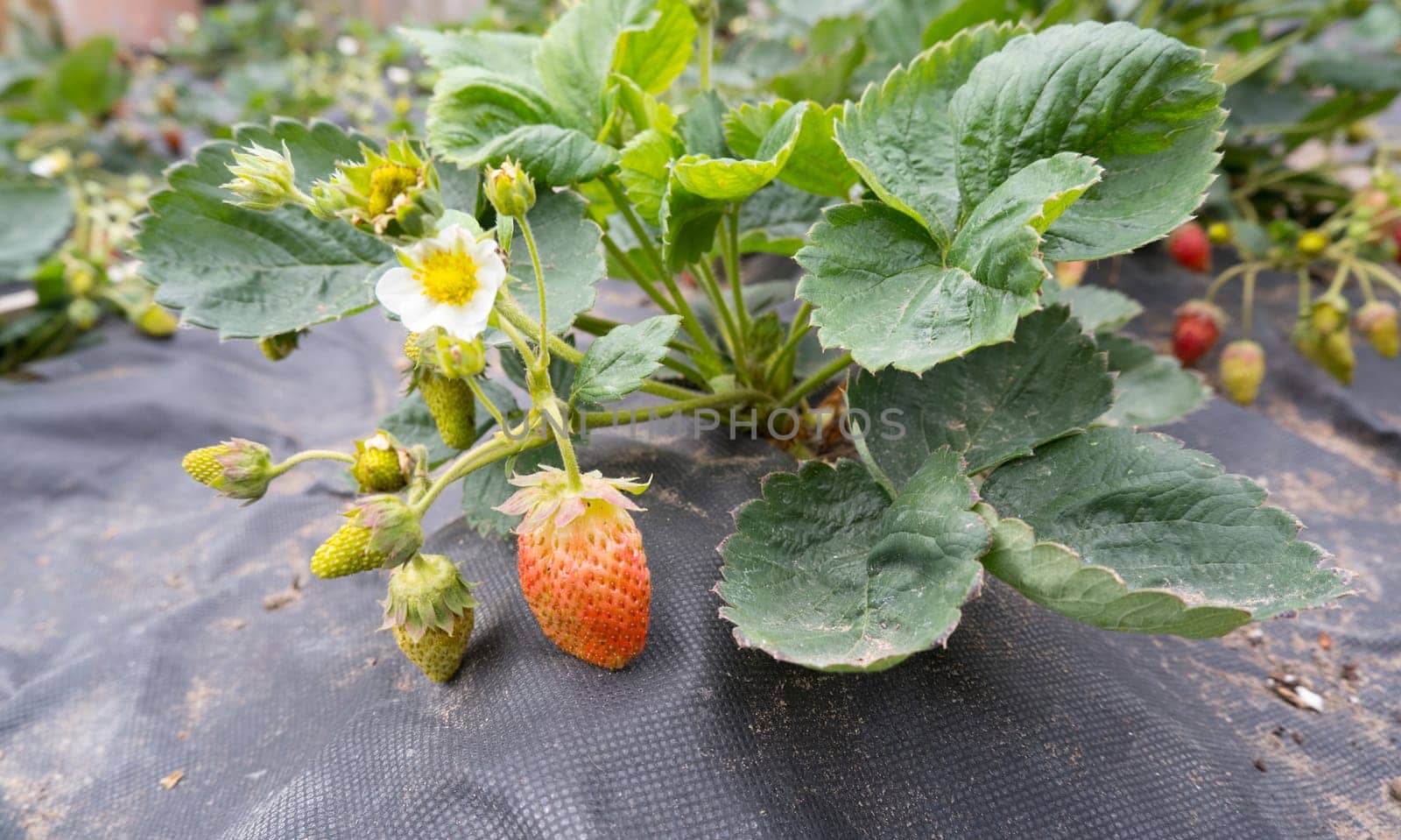 Beds covered with black film with bushes of strawberries. Berries, leaves, flowers.