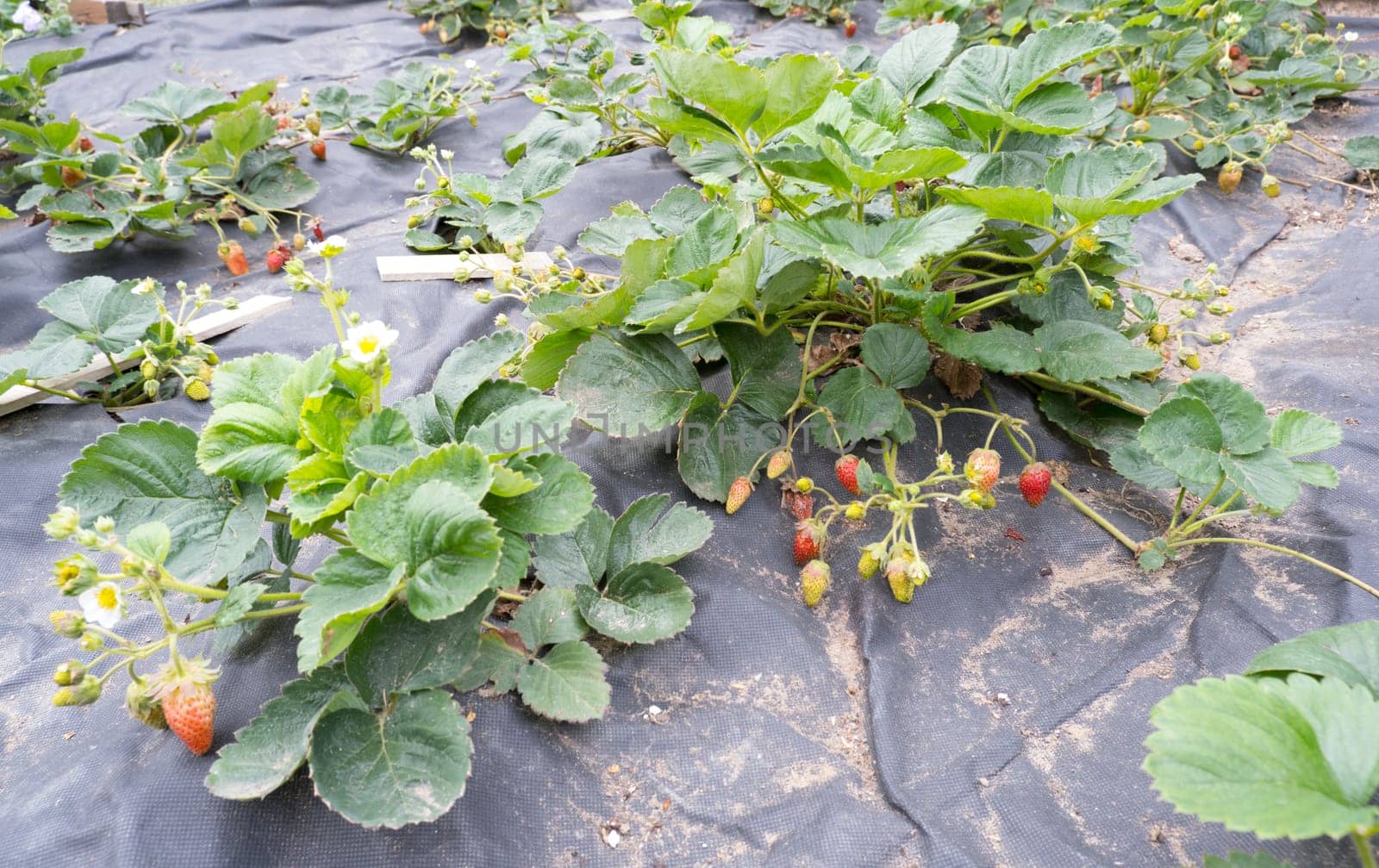 Beds covered with black film with bushes of strawberries. Berries, leaves, flowers.