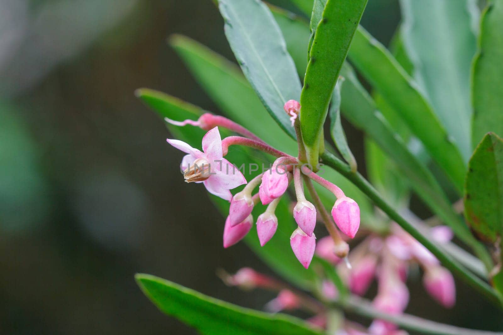 Tiny pink flowers in blooming natural forests