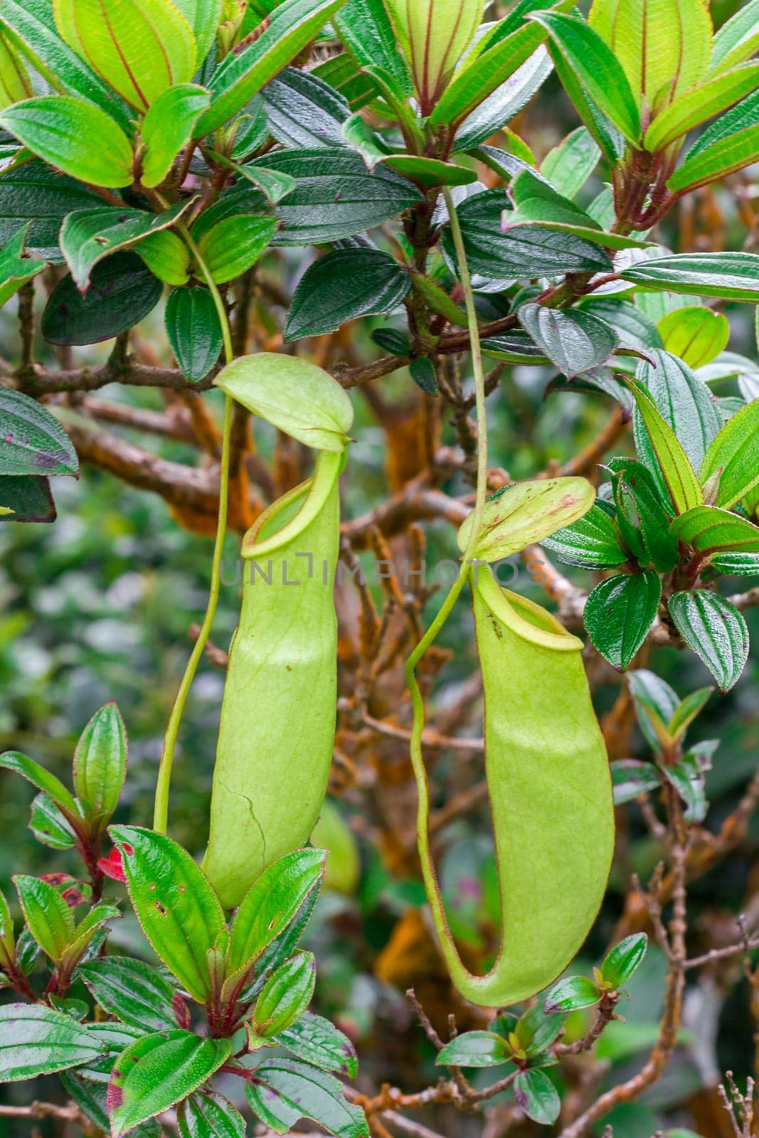 Nepenthes in the natural forest Is a type of animal eating plant