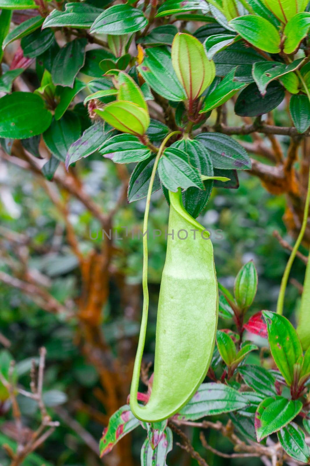 Nepenthes in the natural forest Is a type of animal eating plant