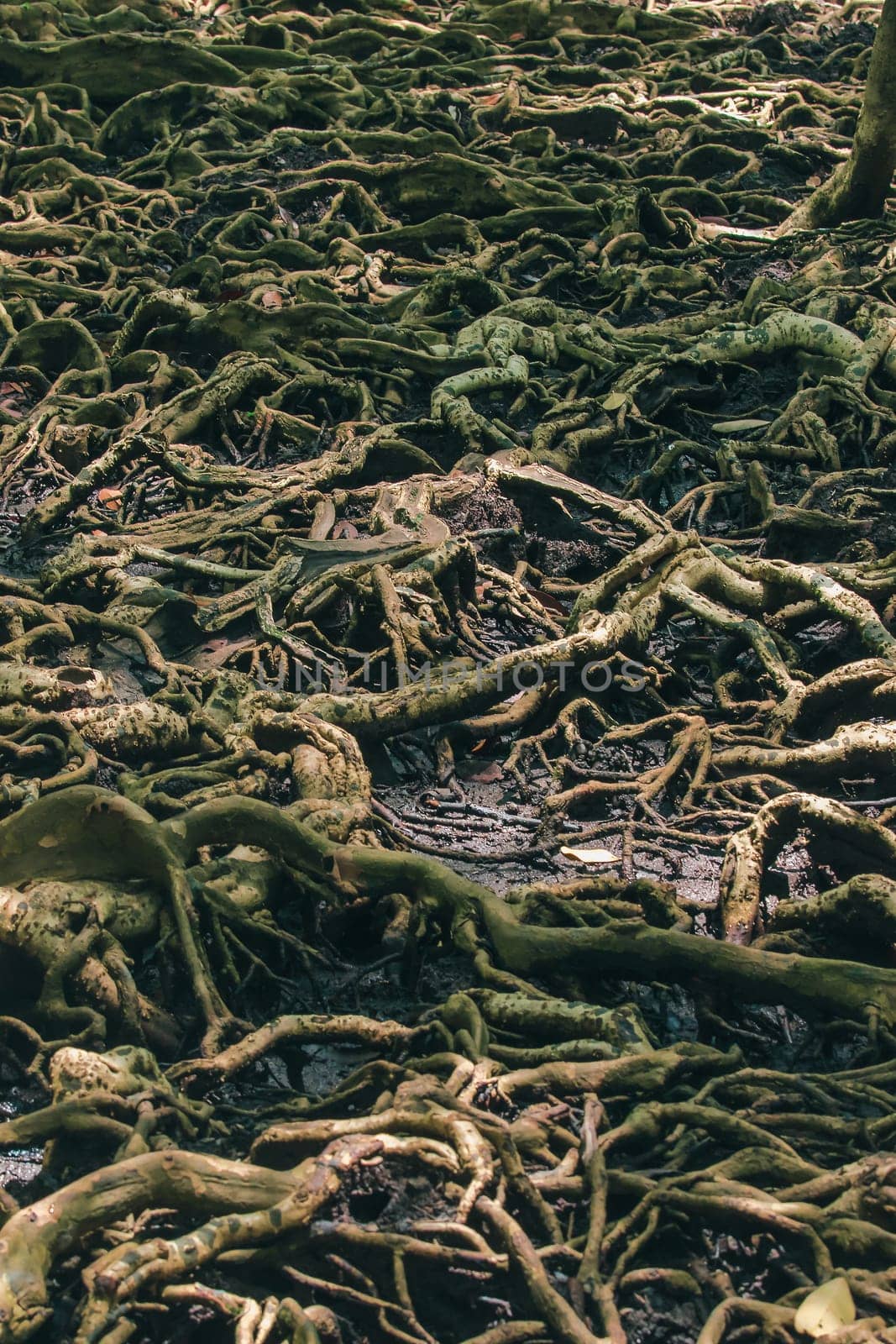 Many tree roots on the mangrove forest by Puripatt