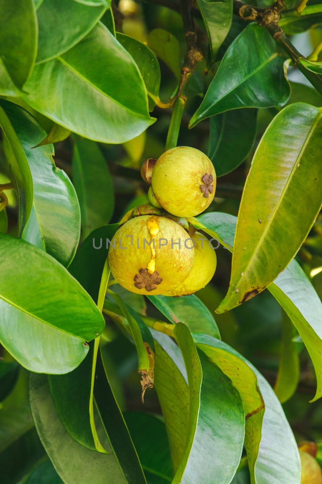 Mangosteen on the tree is a local Thai fruit. The taste is sweet, sour and has a mellow flavor.