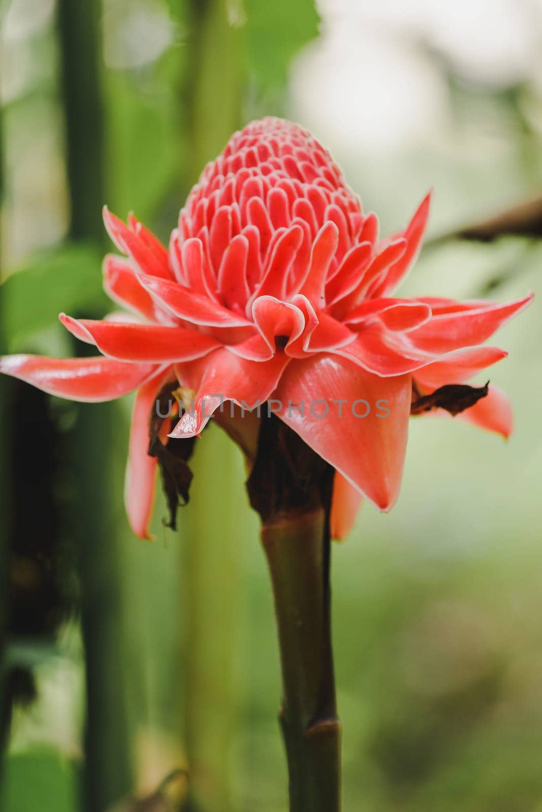 Torch Ginger is a biennial plant that has beautiful flowers. There is a growing popularity as cut flowers for sale.