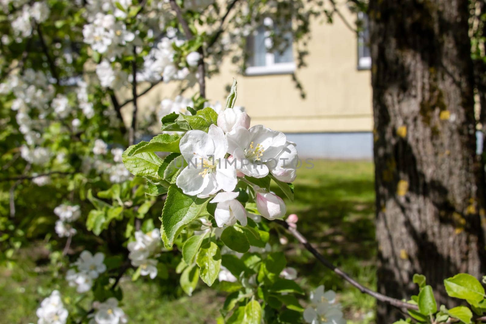 White flowers on branches of apple tree by Vera1703