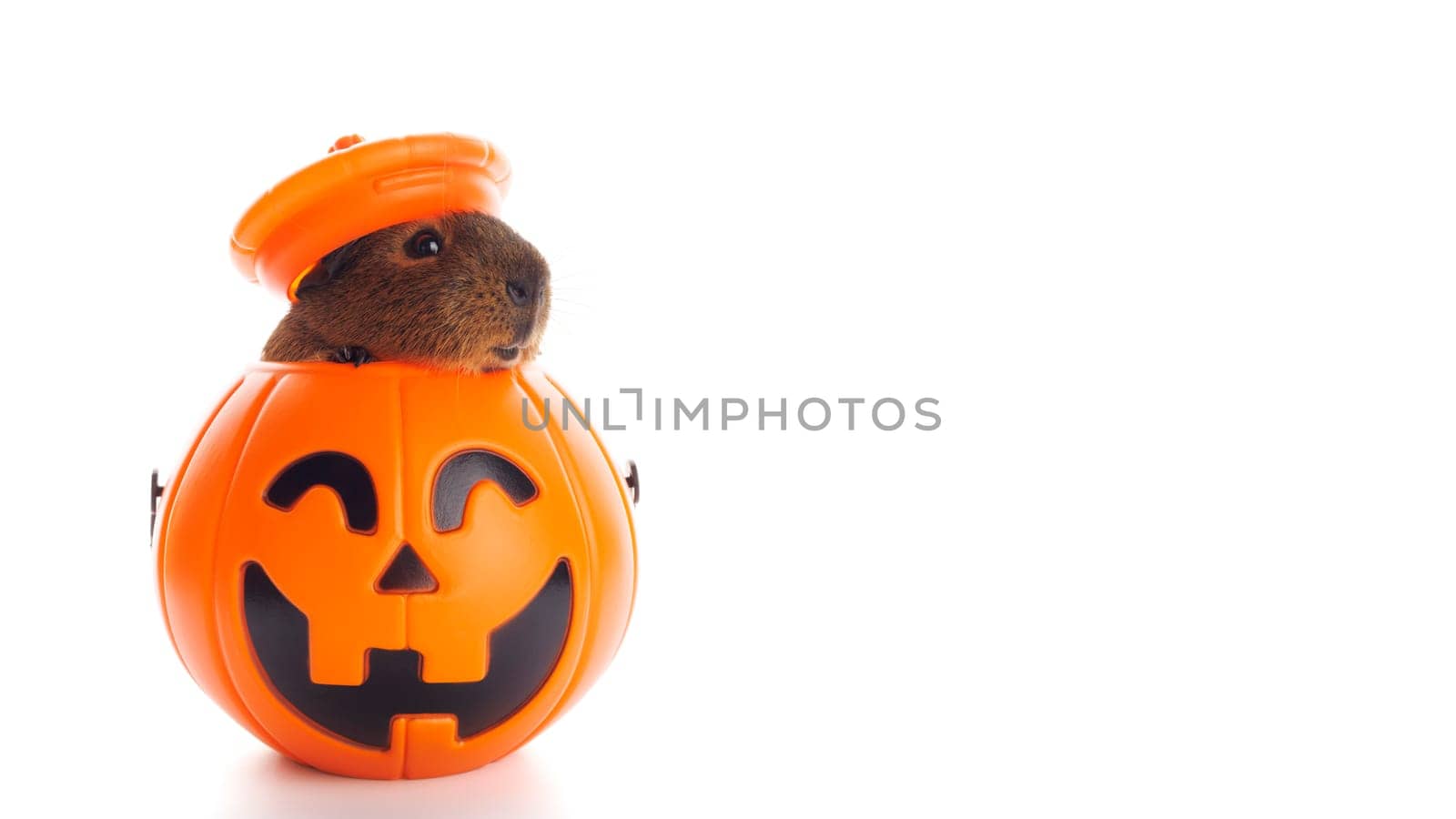 Guinea pig sitting in Halloween trick or treat bucket isolated on white background.
