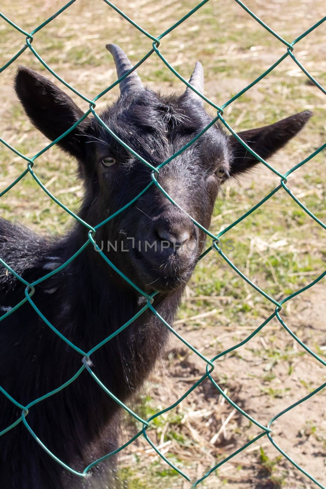 One black goat behind the fence on the farm