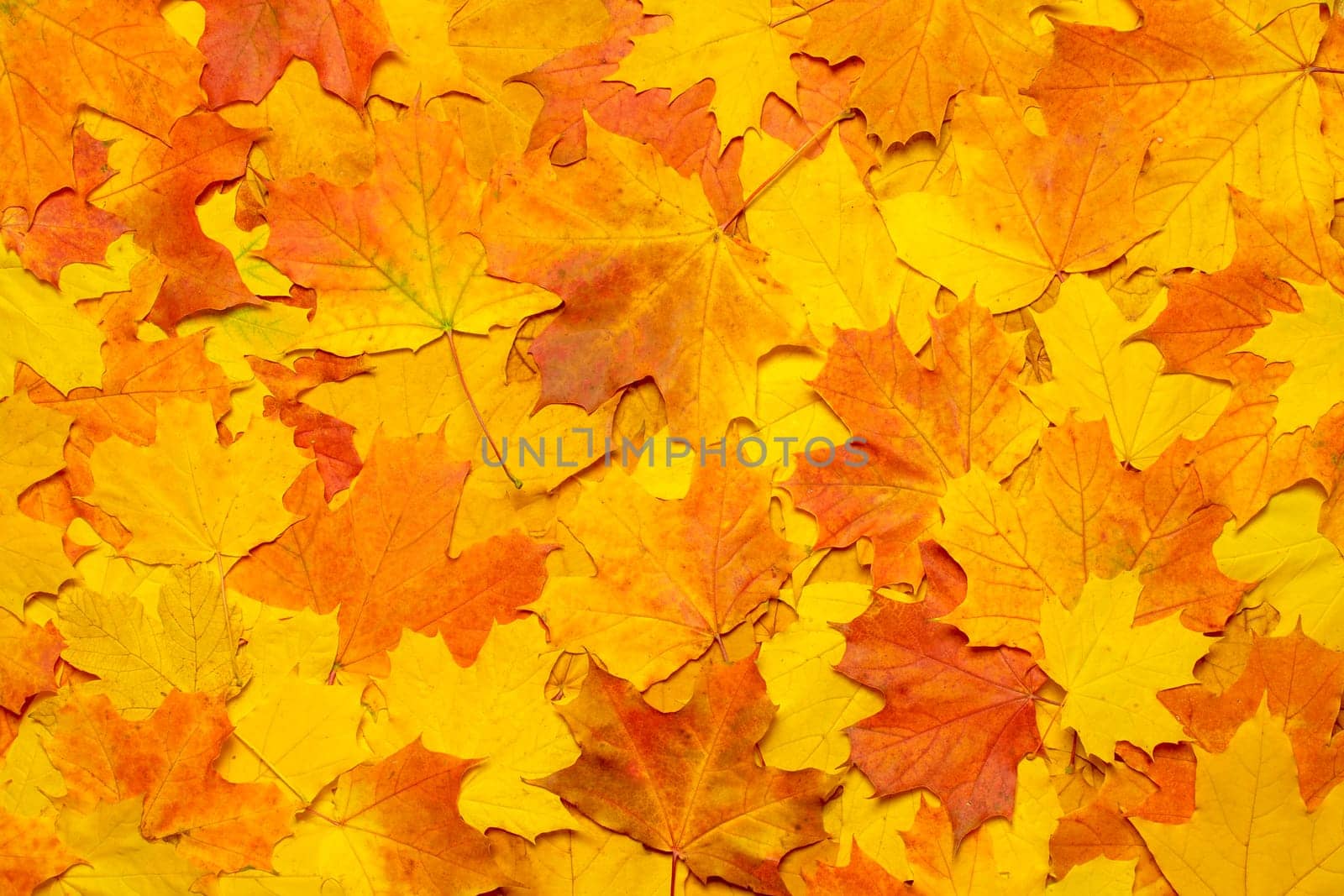 Orange maple leaves pattern autumn leaves background. Ground autumn background fall nature autumn foliage maple background. Fallen leaves on ground forest fall season indian summer. October, november