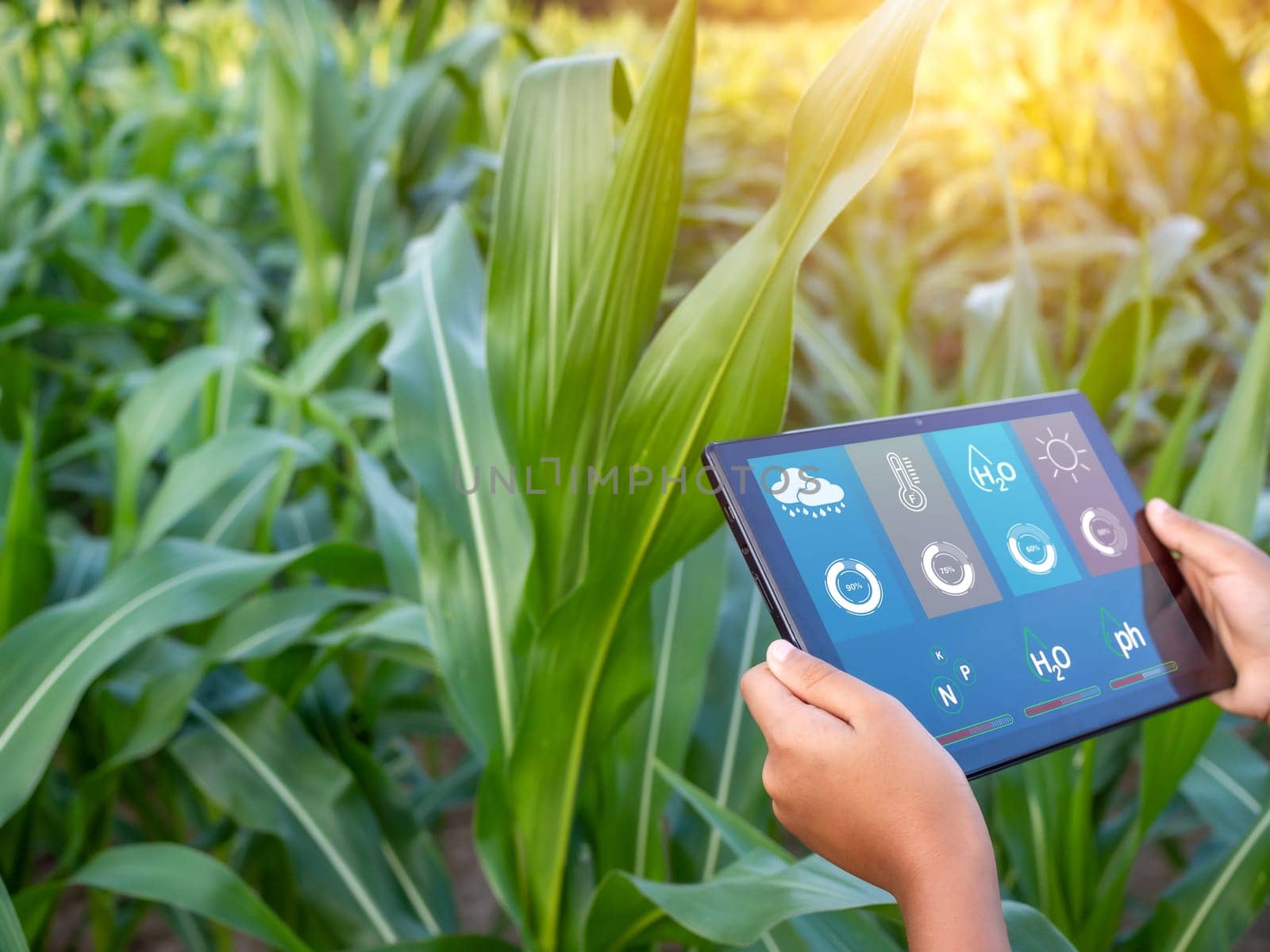 Smart Farming with IoT. Growing Corn Seedlings with Infographics. Smart Farming and Precision Agriculture 4.0, farmer hand holding tablet in corn field.