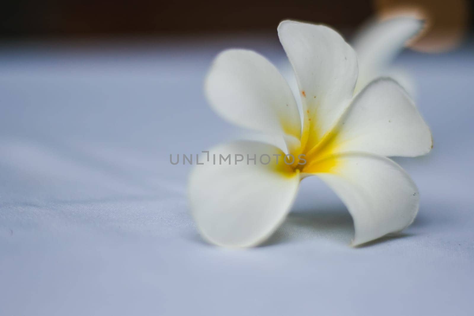 Yellow Frangipani that is blooming in nature