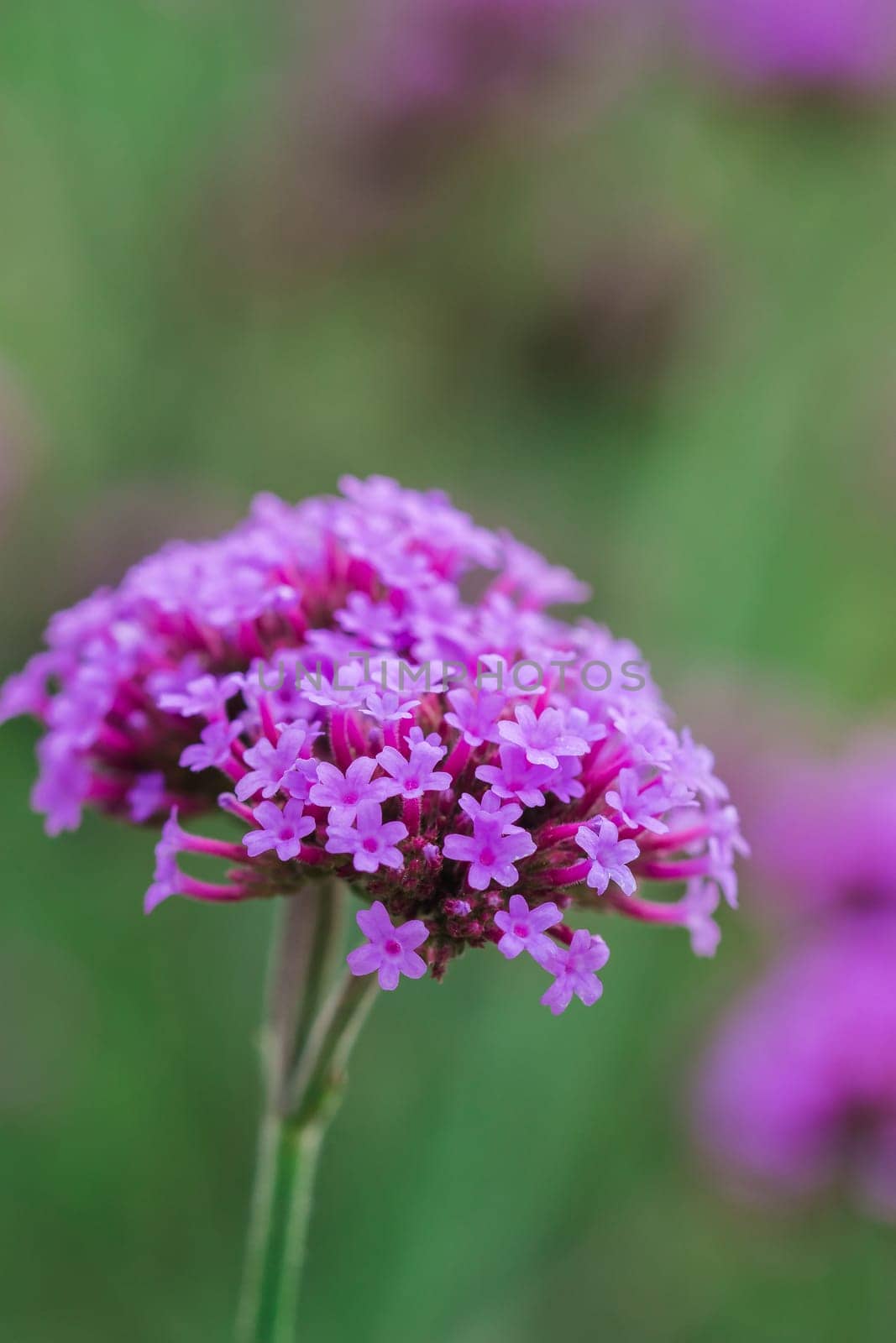 Verbena is blooming and beautiful in the rainy season.