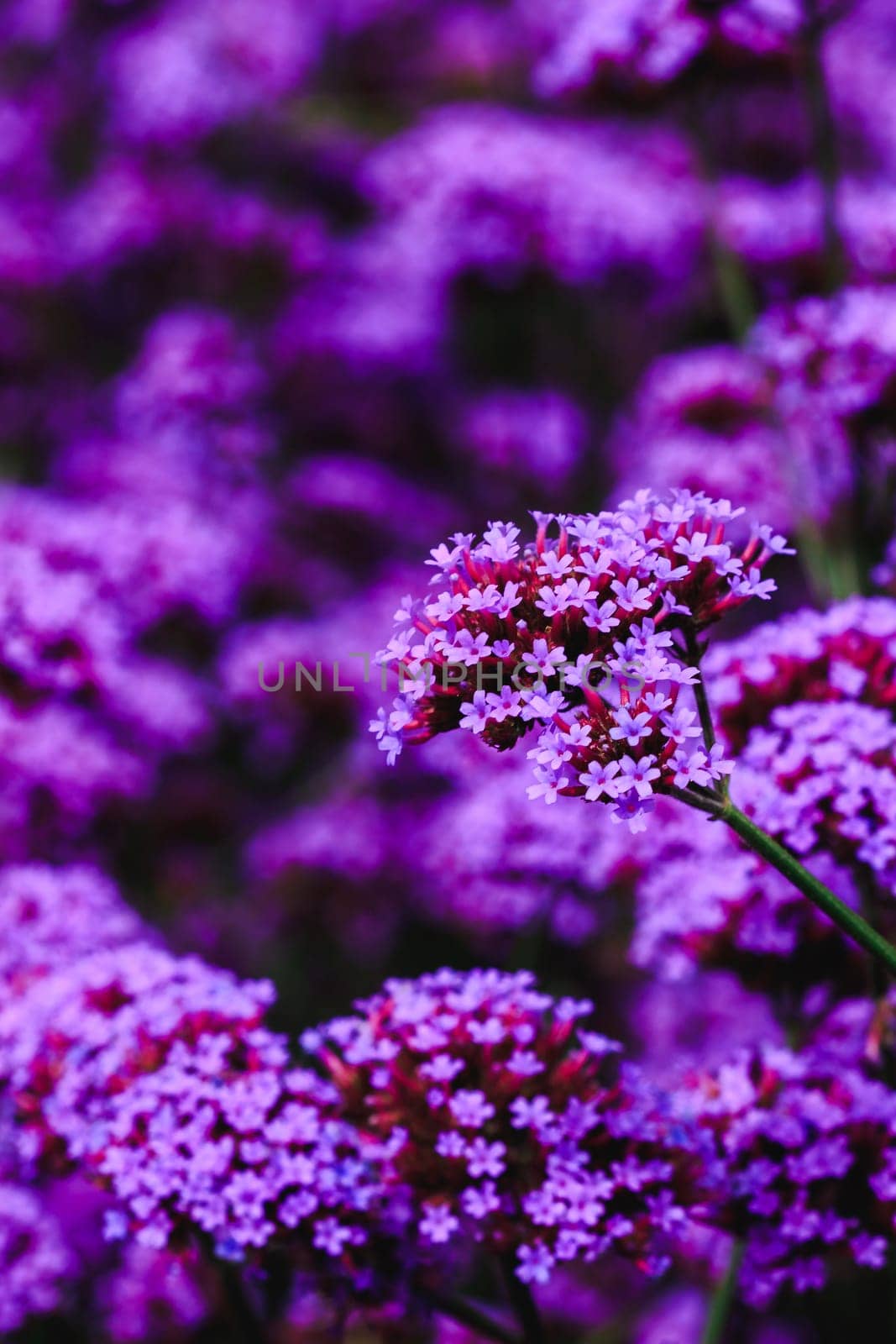 Verbena is blooming and beautiful in the rainy season.