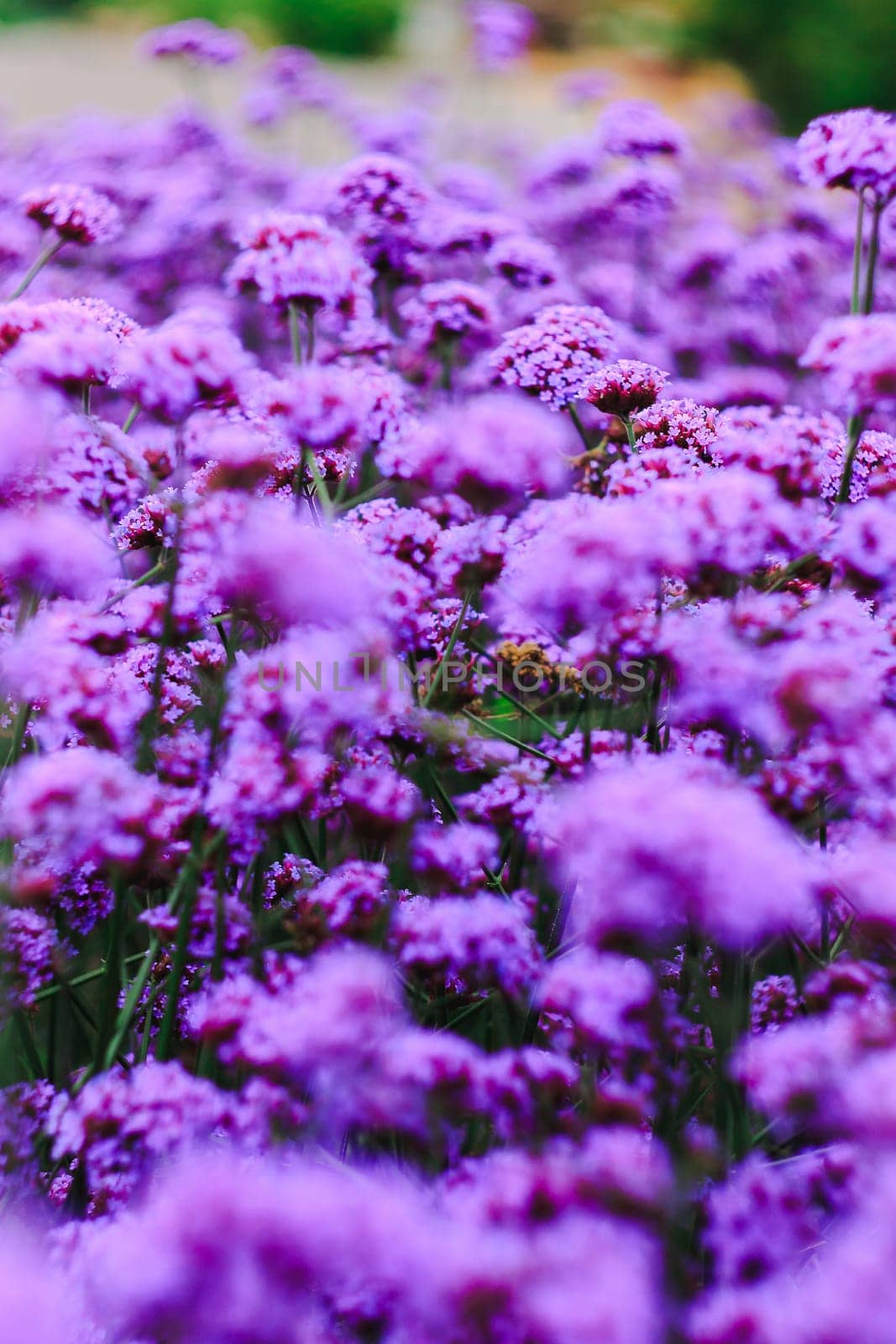 Verbena is blooming and beautiful in the rainy season.