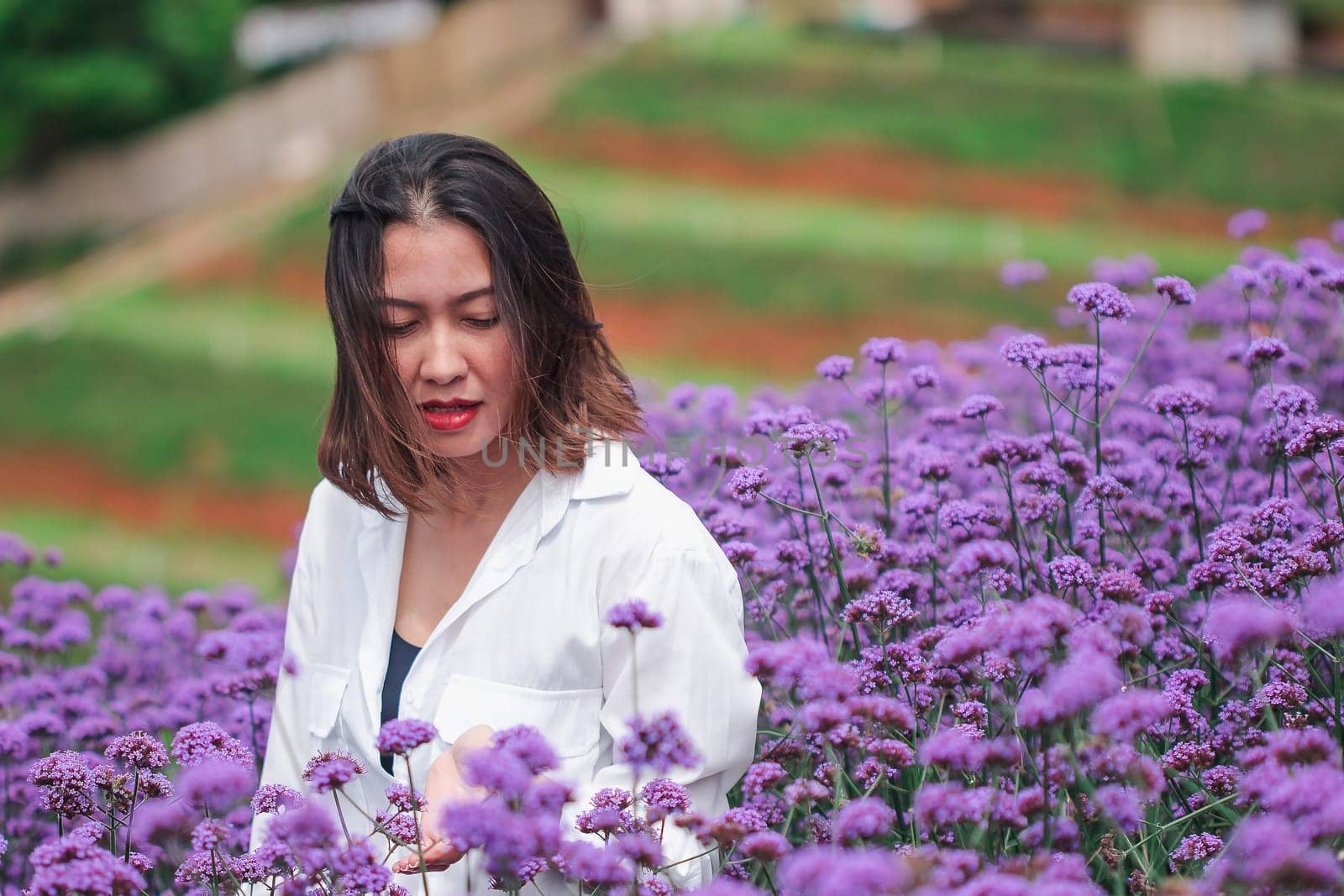 Women in the Verbena field are blooming and beautiful in the rainy season.