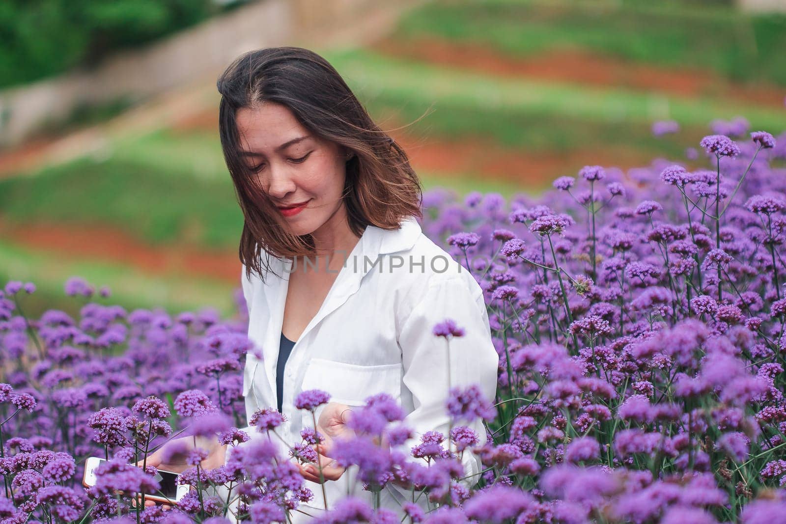 Women in the Verbena field are blooming and beautiful in the rainy season.