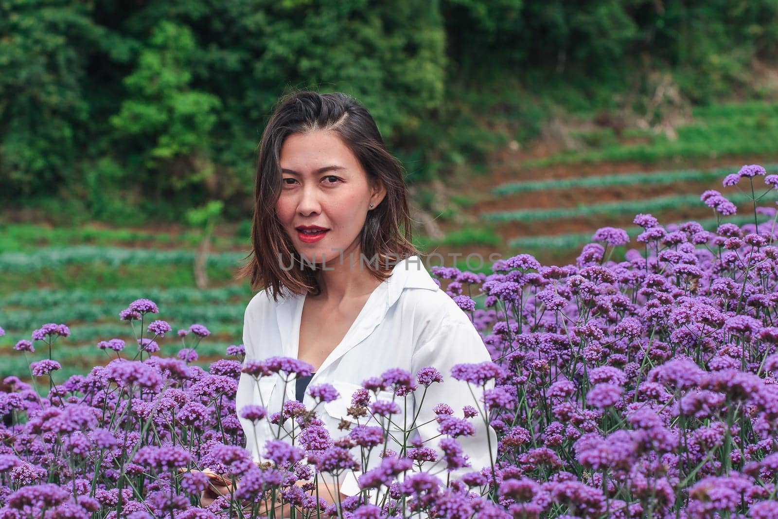 Women in the Verbena field are blooming and beautiful in the rainy season.