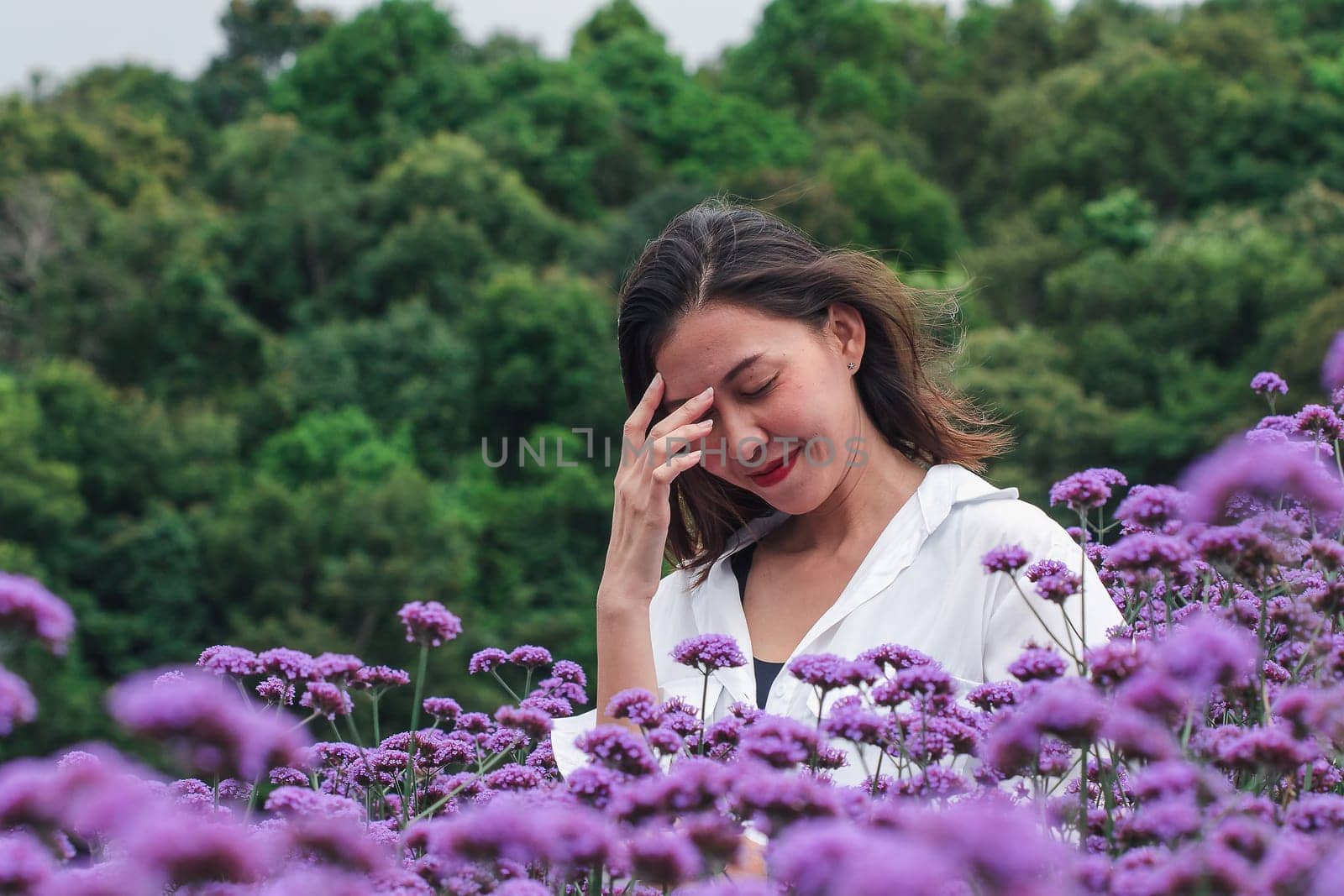 Women in the Verbena field are blooming and beautiful in the rainy season.