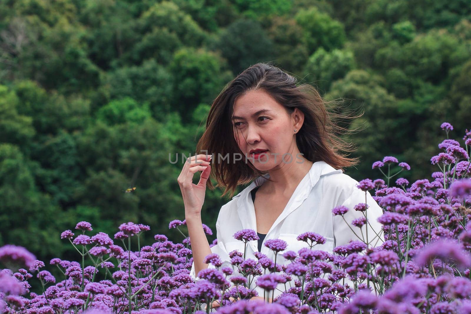 Women in the Verbena field are blooming and beautiful in the rainy season.