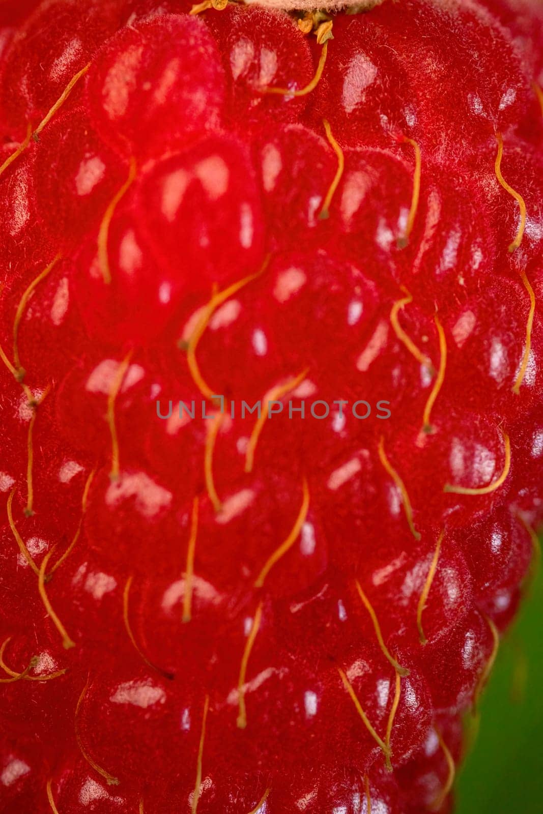 The texture of fresh ripe raspberry. Berry closeup.