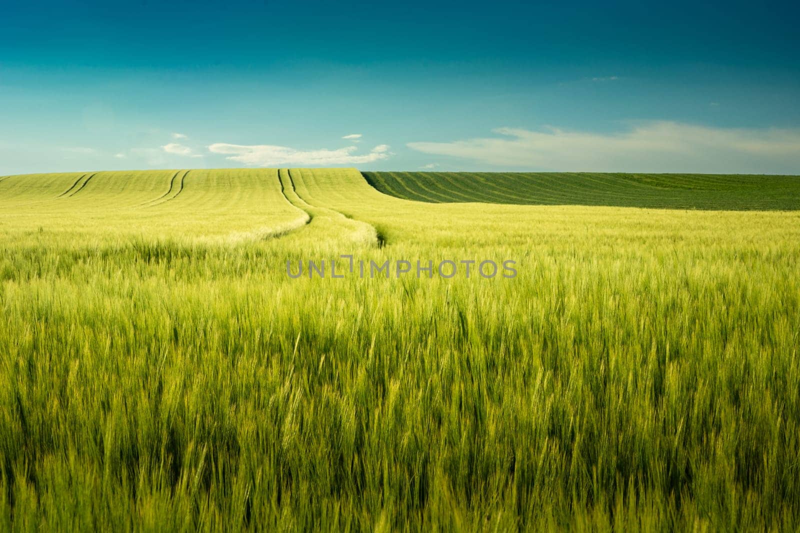 Minimalist landscape with barley field and blue sky view by darekb22