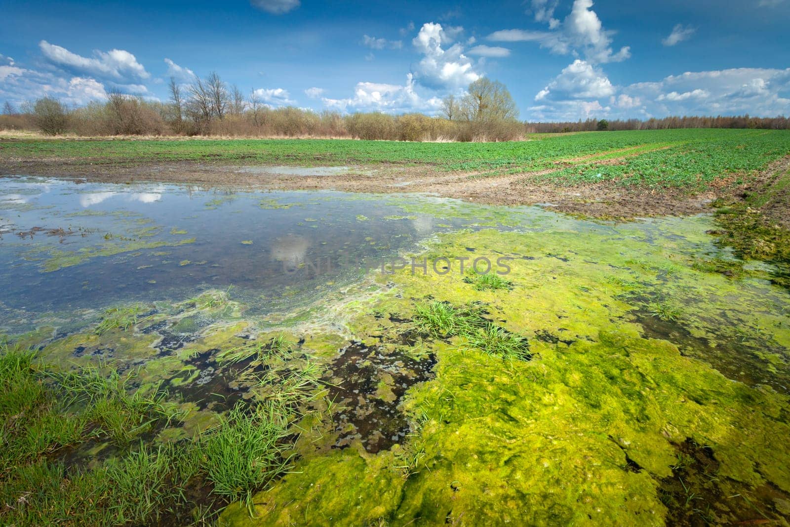Green algae in water on farmland, spring rural landscape in eastern Poland