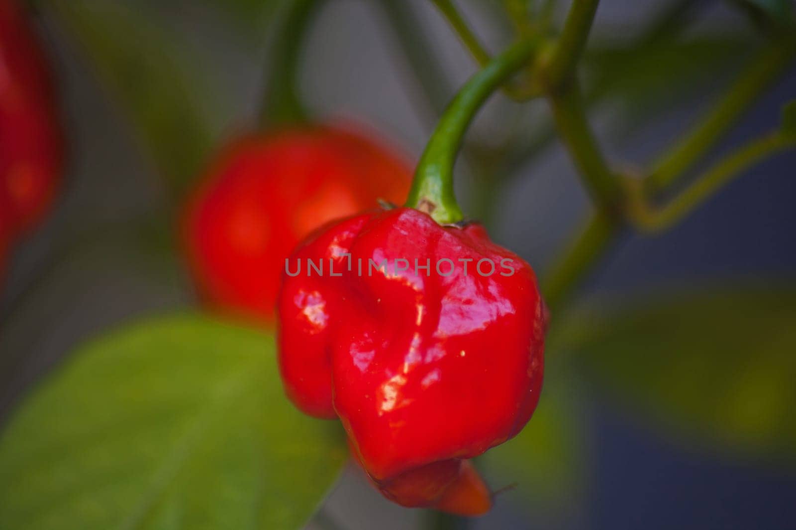 Fresh Carolina reaper chili Capsicum chinense 15384 by kobus_peche